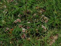 Glaux maritima 3, Melkkruid, Saxifraga-Willem van Kruijsbergen