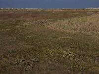 Glaux maritima 31, Melkkruid, Saxifraga-Hans Boll