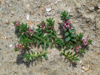 Glaux maritima 32, Melkkruid, Saxifraga-Ed Stikvoort