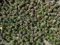 Glaux maritima 33, Melkkruid, Saxifraga-Ed Stikvoort