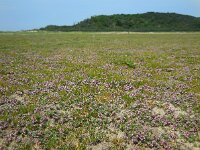 Glaux maritima 34, Melkkruid, Saxifraga-Ed Stikvoort