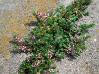 Glaux maritima 38, Melkkruid, Saxifraga-Ed Stikvoort