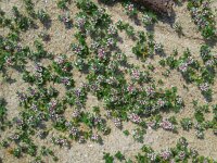 Glaux maritima 39, Melkkruid, Saxifraga-Ed Stikvoort