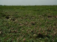 Glaux maritima 4, Melkkruid, Saxifraga-Willem van Kruijsbergen