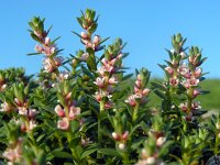 Glaux maritima 42, Melkkruid, Saxifraga-Ed Stikvoort