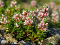 Glaux maritima 43, Melkkruid, Saxifraga-Ed Stikvoort