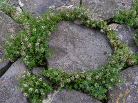 Glaux maritima 44, Melkkruid, Saxifraga-Ed Stikvoort