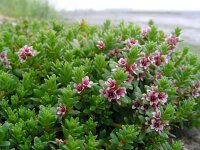 Glaux maritima 45, Melkkruid, Saxifraga-Ed Stikvoort