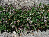 Glaux maritima 46, Melkkruid, Saxifraga-Ed Stikvoort