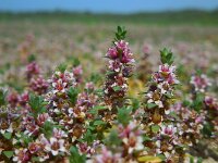 Glaux maritima 47, Melkkruid, Saxifraga-Ed Stikvoort