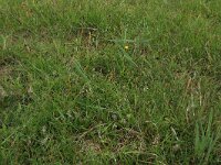 Glaux maritima 49, Melkkruid, Saxifraga-Hans Boll