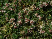 Glaux maritima 5, Melkkruid, Saxifraga-Willem van Kruijsbergen