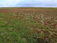 Glaux maritima 50, Melkkruid, Saxifraga-Hans Boll