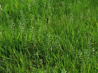 Glaux maritima 52, Melkkruid, Saxifraga-Hans Boll