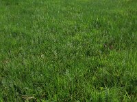 Glaux maritima 56, Melkkruid, Saxifraga-Hans Boll