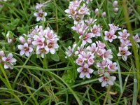 Glaux maritima 7, Melkkruid, Saxifraga-Peter Meininger
