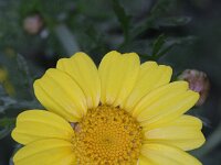 Glebionis coronaria, Crown Daisy