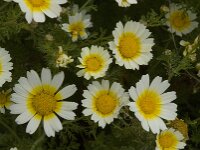 Glebionis coronaria 26, Gekroonde ganzenbloem, Saxifraga-Willem van Kruijsbergen