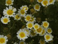 Glebionis coronaria 27, Gekroonde ganzenbloem, Saxifraga-Willem van Kruijsbergen
