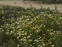 Glebionis coronaria 35, Gekroonde ganzenbloem, Saxifraga-Willem van Kruijsbergen