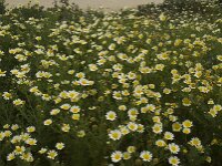Glebionis coronaria 36, Gekroonde ganzenbloem, Saxifraga-Willem van Kruijsbergen