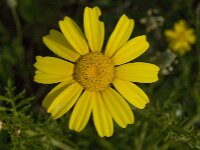 Glebionis coronaria 58, Gekroonde ganzenbloem, Saxifraga-Willem van Kruijsbergen