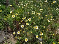 Glebionis coronaria var discolor 43, Gekroonde ganzenbloem, Saxifraga-Hans Grotenhuis
