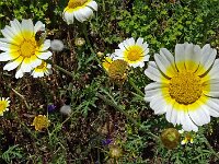 Glebionis coronaria var discolor 45, Gekroonde ganzenbloem, Saxifraga-Hans Grotenhuis