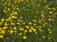 Glebionis segetum 10, Gele ganzenbloem, Saxifraga-Jan van der Straaten