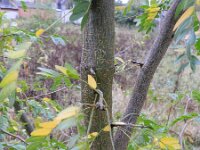Gleditsia triacanthos 8, Valse christusdoorn, Saxifraga-Rutger Barendse