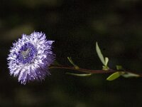 Globularia alypum 11, Saxifraga-Willem van Kruijsbergen