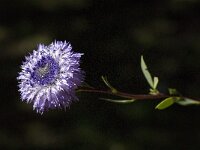 Globularia alypum 12, Saxifraga-Willem van Kruijsbergen