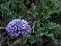Globularia alypum 15, Saxifraga-Ed Stikvoort