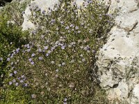 Globularia alypum 6, Saxifraga-Willem van Kruijsbergen