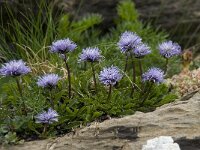 Globularia cordifolia 13, Saxifraga-Willem van Kruijsbergen