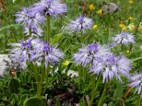Globularia cordifolia 17, Saxifraga-Ed Stikvoort