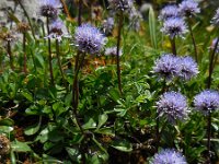 Globularia cordifolia 18, Saxifraga-Ed Stikvoort