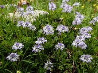 Globularia cordifolia 19, Saxifraga-Ed Stikvoort