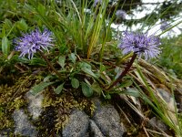 Globularia cordifolia 25, Saxifraga-Ed Stikvoort