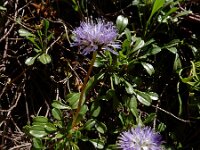 Globularia cordifolia 26, Saxifraga-Ed Stikvoort