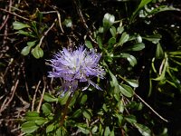 Globularia cordifolia 27, Saxifraga-Ed Stikvoort