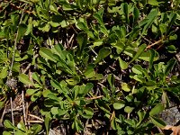 Globularia cordifolia 28, Saxifraga-Ed Stikvoort