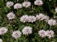 Globularia cordifolia 32, Saxifraga-Harry Jans