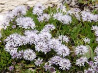 Globularia cordifolia 34, Saxifraga-Harry Jans