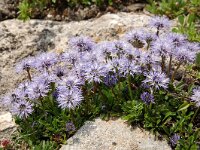 Globularia cordifolia 36, Saxifraga-Harry Jans