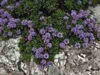 Globularia cordifolia 38, Saxifraga-Harry Jans