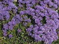 Globularia cordifolia 40, Saxifraga-Harry Jans