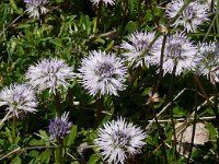 Globularia cordifolia 44, Saxifraga-Hans Grotenhuis