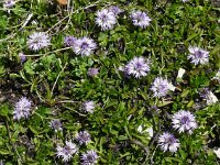 Globularia cordifolia 47, Saxifraga-Hans Grotenhuis