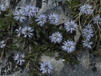Globularia cordifolia 6, Saxifraga-Jan van der Straaten